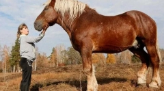 Ruski heamwood horse
